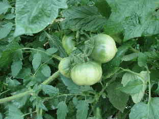 果実のベースグリーン｜高糖度トマト栽培システム