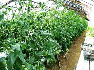高糖度トマトの栽培状況｜高糖度トマト栽培システム