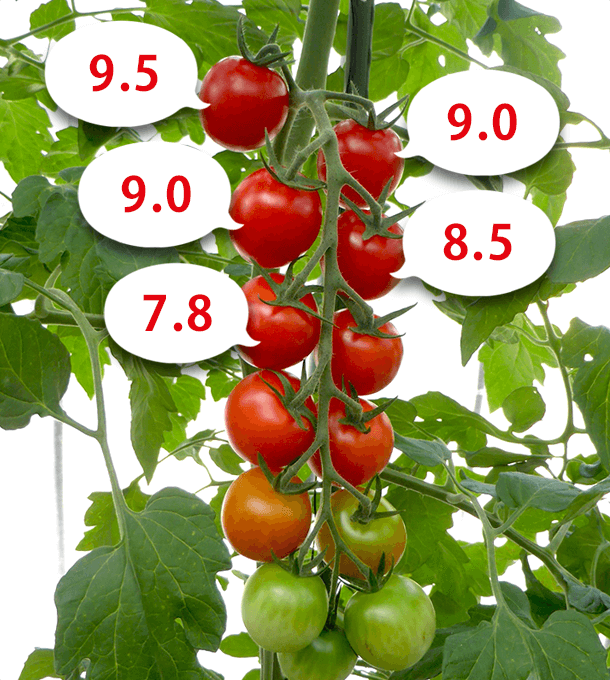 トマトバッグ栽培潅水プロ（TB-227）の効果測定_9.5_9.0_9.0_8.5_7.8_高糖度トマトの写真