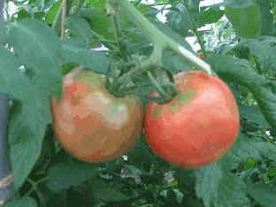 収穫期の果実｜高糖度トマト栽培