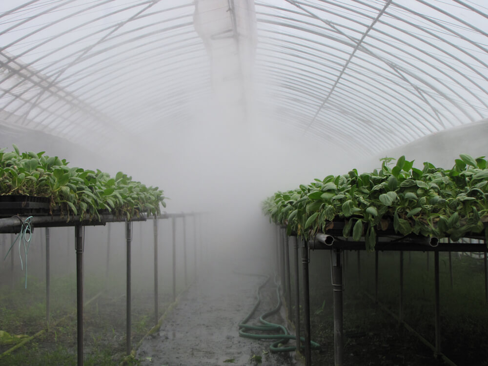 小型葉菜栽培システムの細霧冷房と潅水
